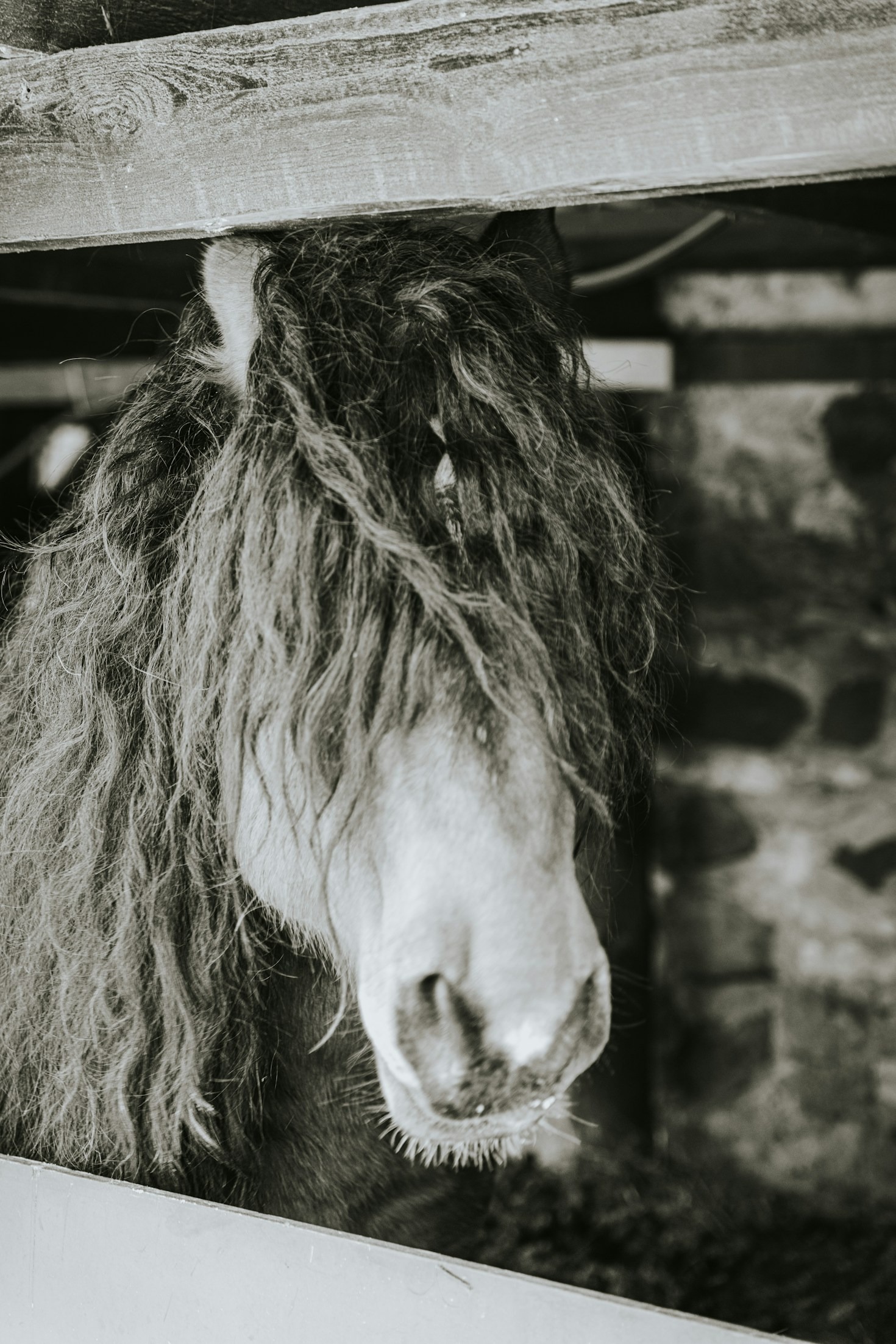 Cómo elegir la joya perfecta con crines de caballo